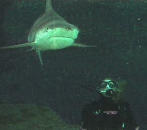 study abroad australia dive swim with sharks future unlimited
